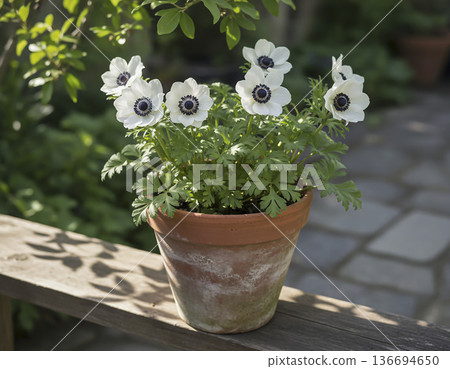 白色海葵 白色海葵 136694650