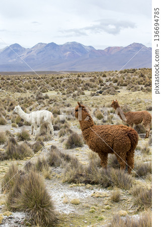 lamas in Andes,Mountains, Peru lamas in Andes,Mountains, Peru 136694785