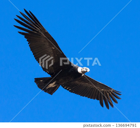 condor in sky condor in sky 136694791