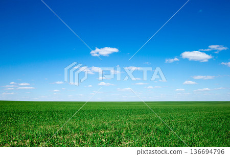 field of grass and perfect sky. meadow landscape 136694796