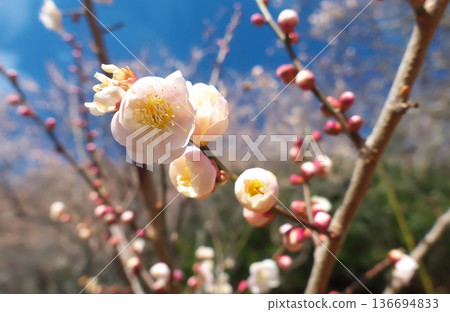 Plum blossoms in full bloom against the blue sky: A colorful Japanese spring scene at Makuyama Park in Yugawara, Kanagawa Prefecture Plum blossoms in full bloom against the blue sky: A colorful Japanese spring scene at Makuyama Park in Yugawara, Kanagawa Prefecture 136694833