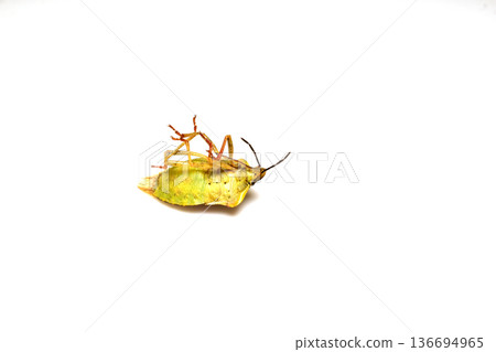 The green shield bug, a species of bug from the family of true protectors, lies on its back. The green shield bug, a species of bug from the family of true protectors, lies on its back. 136694965