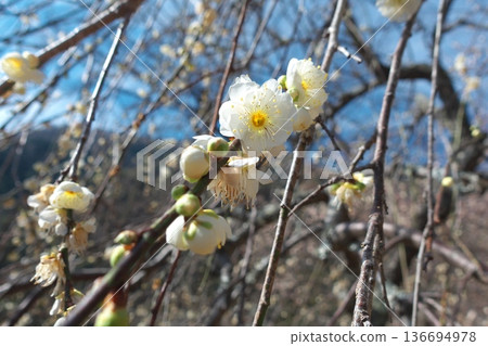 White weeping plum blossoms in full bloom against the blue sky: an elegant Japanese spring scene at Makuyama Park in Yugawara, Kanagawa Prefecture 136694978