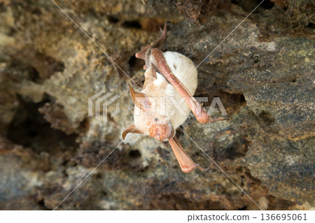 vampire bat are sleeping in the cave hanging on the ceiling period 136695061