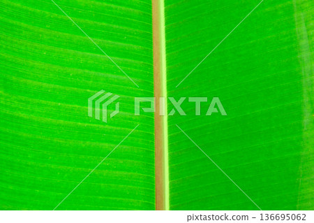 Leaf textures. Close-up of a vibrant green leaf showing intricate vein patterns and textures. The plant has a beautiful expressive structure. Leaf textures. Close-up of a vibrant green leaf showing intricate vein patterns and textures. The plant has a beautiful expressive structure. 136695062