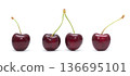 Cherry isolated. Cherries on white background. Sour cherry on white. 136695101