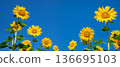 yellow sunflower over blue sky 136695103