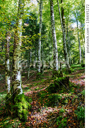 Autumn view of the Irati Forest, Selva de Irati in the Spanish province of Navarre in Spain Autumn view of the Irati Forest, Selva de Irati in the Spanish province of Navarre in Spain 136695272