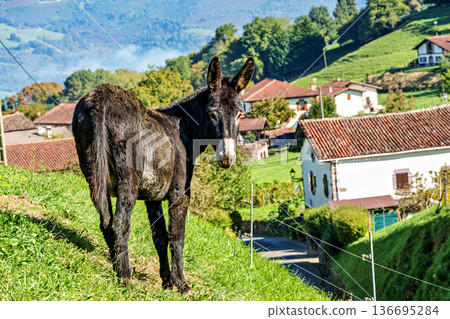 Rural landscape of the Batzan valley in Ziga Navarre Spain. Donkey in the mountains. Rural landscape of the Batzan valley in Ziga Navarre Spain. Donkey in the mountains. 136695284
