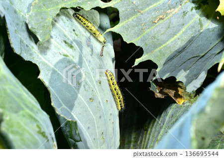 The cabbage white is a diurnal butterfly of the cabbage white family. Its caterpillar.	 136695544
