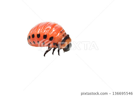 potato, beetle, insect 136695546