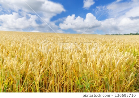 ripening wheat ears in a field. Field of wheat in summertime ripening wheat ears in a field. Field of wheat in summertime 136695710