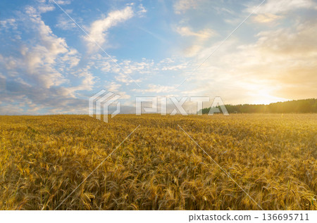 Field of ripening rye ears at sunset time. Rye field on summer time Field of ripening rye ears at sunset time. Rye field on summer time 136695711