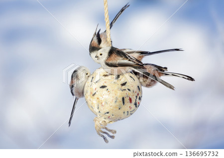 Flock of little birds feeding on bird feeder with suet fat ball. Long-tailed tit. Aegithalos caudatus 136695732