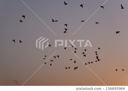 A group of sunsets sky and magan A group of sunsets sky and magan 136695964