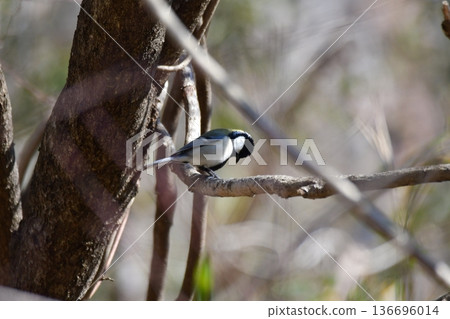 Great tit Great tit 136696014