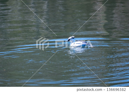 Pandagamo (Mikoishisa) 136696382