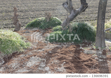 冷糞，牛糞堆肥 136696391