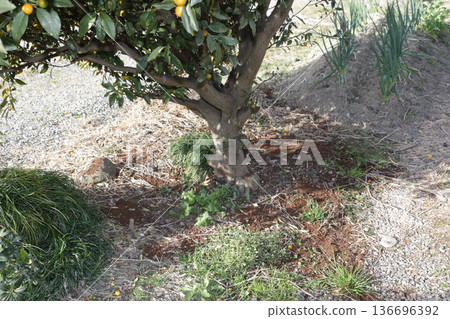 冷糞，牛糞堆肥 136696392