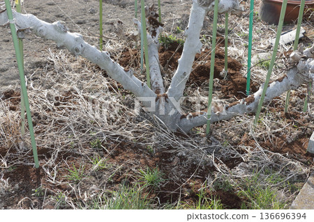 Cold manure, cow dung compost Cold manure, cow dung compost 136696394