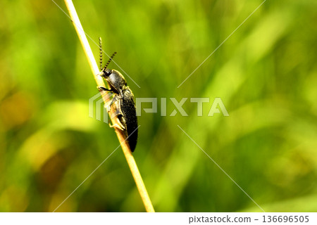 Click beetles are a large genus of click beetles that sit on grass stems. Click beetles are a large genus of click beetles that sit on grass stems. 136696505