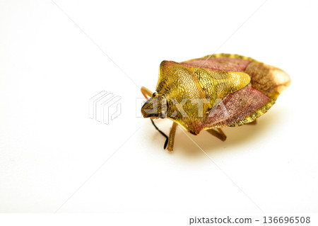 Black-whiskered shield bug is a species of bug from the shield bug family on a PNG background. Black-whiskered shield bug is a species of bug from the shield bug family on a PNG background. 136696508