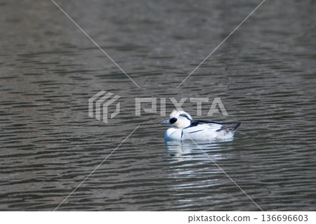 Pandagamo (Mikoishisa) Pandagamo (Mikoishisa) 136696603