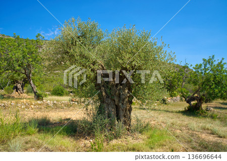 A majestic, centuries-old olive tree with a thick, twisted trunk stands in a sun-drenched field in the Sierra de Godall mountains A majestic, centuries-old olive tree with a thick, twisted trunk stands in a sun-drenched field in the Sierra de Godall mountains 136696644