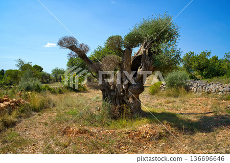 A very old, twisted olive tree with a thick trunk and sparse foliage is set against a clear blue sky in the rugged terrain of Sierra de Godall 136696646