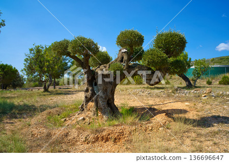 A majestic, centuries-old olive tree stands in the dry, rocky terrain of Sierra de Godall under a clear blue sky 136696647