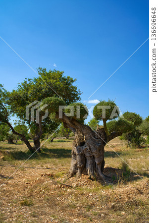 A majestic, centuries-old olive tree with a twisted trunk and rounded, manicured branches stands in a dry, rocky landscape under a bright, cloudless sky A majestic, centuries-old olive tree with a twisted trunk and rounded, manicured branches stands in a dry, rocky landscape under a bright, cloudless sky 136696648