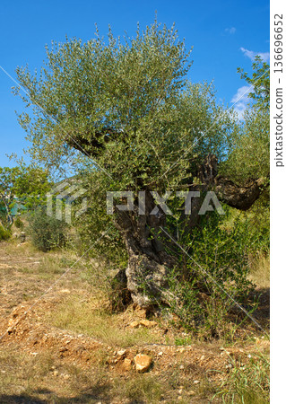 A majestic, centuries-old olive tree with a thick, twisted trunk and lush green foliage thrives in the rugged landscape of Sierra de Godall A majestic, centuries-old olive tree with a thick, twisted trunk and lush green foliage thrives in the rugged landscape of Sierra de Godall 136696652