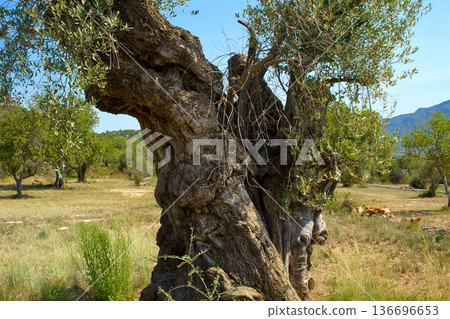 A very old, twisted olive tree with a thick, textured trunk dominates the foreground of a dry, grassy field under a clear blue sky 136696653