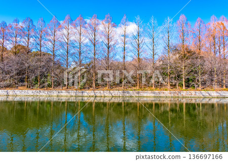 The outer moat of Osaka Castle Park and fallen metasequoia trees 136697166