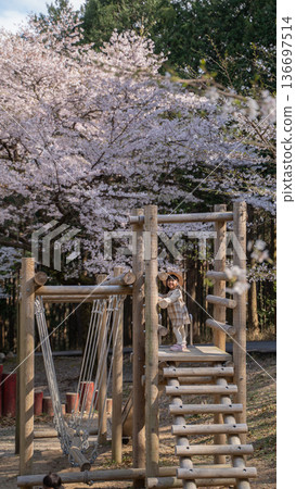 豎幅照片,拍攝的是一群孩子在櫻花盛開的公園裡玩耍的遊樂設施。 豎幅照片,拍攝的是一群孩子在櫻花盛開的公園裡玩耍的遊樂設施。 136697514