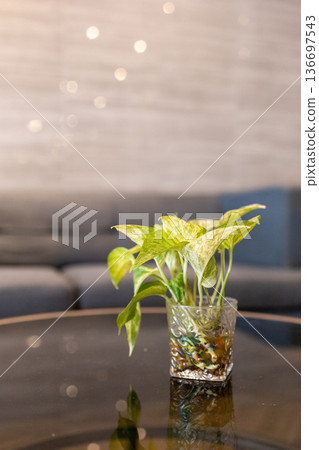 Top view of Golden Pothos in Glass vase on the table, focus selective Top view of Golden Pothos in Glass vase on the table, focus selective 136697543