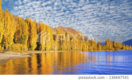 Beautiful yellow leaves of poplar trees at Lake Wanaka 136697591