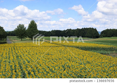 廣闊的向日葵花田——那卡向日葵節 136697656