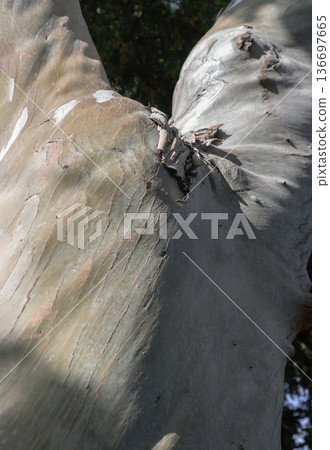 The trunk of the Cider Gum stands as a living canvas in Gunnersbury Park. 136697665