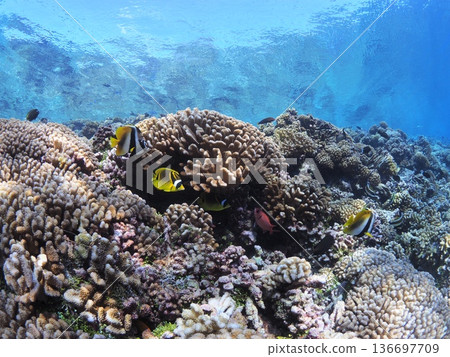 Snorkeling and diving in the Tahitian lagoon: A paradise of coral reefs and tropical fish in the underwater world (Fakarava) Snorkeling and diving in the Tahitian lagoon: A paradise of coral reefs and tropical fish in the underwater world (Fakarava) 136697709