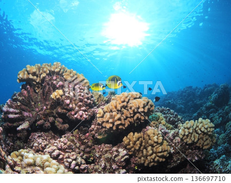 在塔希提潟湖浮潛和潛水：水下世界珊瑚礁和熱帶魚的天堂（Fakarava） 136697710