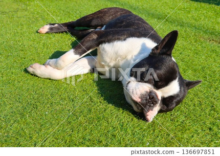 Mighty the Boston terrier takes a comfortable nap on the artificial turf Mighty the Boston terrier takes a comfortable nap on the artificial turf 136697851