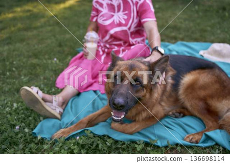 a Senior woman relaxing on a picnic blanket with german shepherd dog and coffee in a garden 136698114