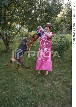 an active senior woman playing with german shepherd dog jumping for toy ring in garden 136698120