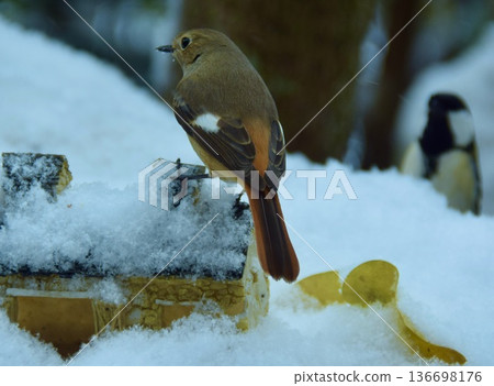 It's amazing how the entire garden turns white. It's amazing how the entire garden turns white. 136698176