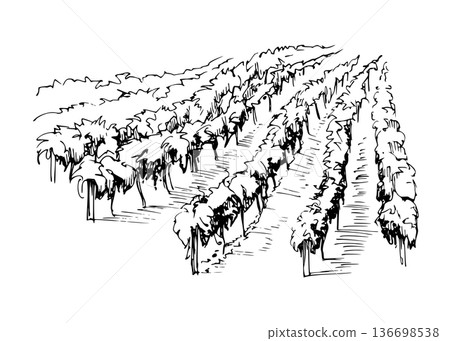 Agricultural, farmland cultivated trees in rows, orchard plantation, Mediterranean ink vector illustration hand drawn for scenery design, tour brochures, vineyard identity, romantic landscape visuals. 136698538