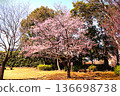 石橋公園的河津櫻花盛開 136698738