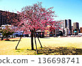 冠町屋公園裡盛開著河津櫻花 136698741