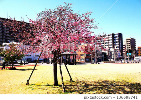 冠町屋公園裡盛開著河津櫻花 136698741