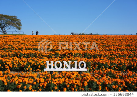 Marigold Hill Park in full bloom 136698844